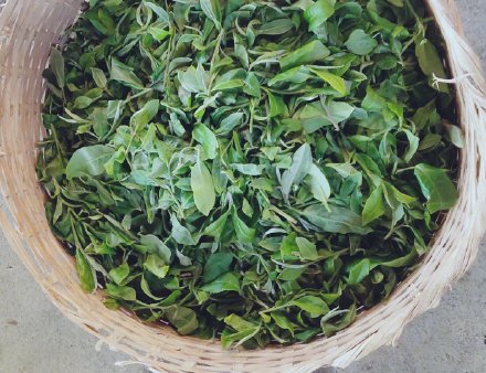 西双版纳基诺山春茶开采了 西双版纳基诺山春茶开采了