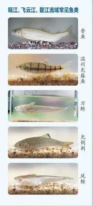 明天起，这些海鲜将暂别温州人餐桌