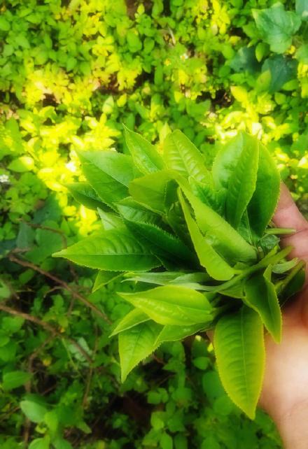 西双版纳基诺山春茶开采了 西双版纳基诺山春茶开采了