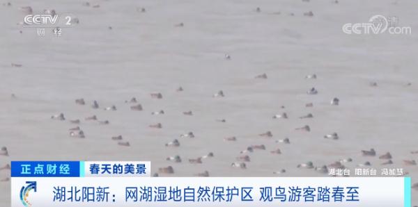 湖北阳新:网湖湿地自然保护区 观鸟游客踏春至 湖北阳新:网湖湿地自然保护区 观鸟游客踏春至