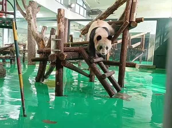 朋友圈疯传！上海动物园的熊猫“越狱”了？最新动向来了