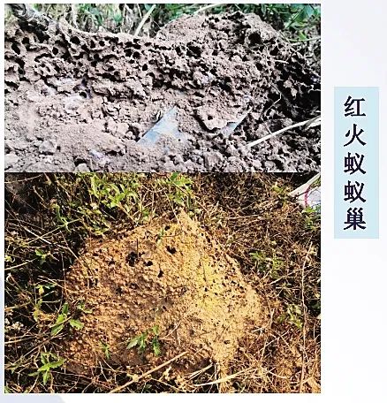 习性凶猛！海南16个市县出现这种蚂蚁，看到这样的“小土堆”快跑