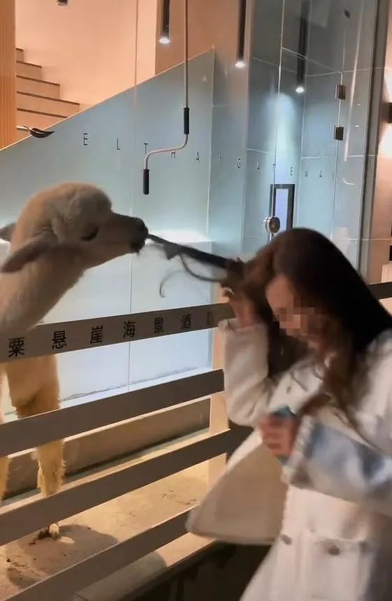 女子住酒店，竟被羊驼啃咬头发……原因爆笑