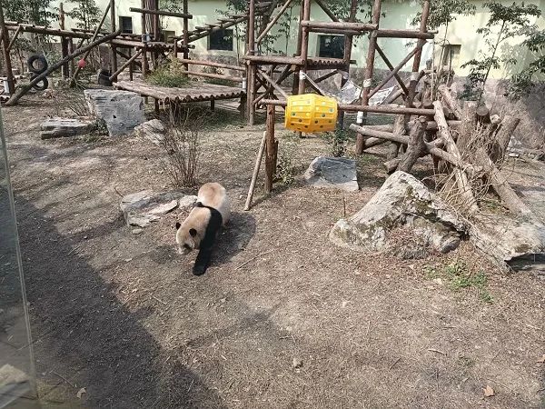 三、鄭州新密缺乏大熊貓飼養條件