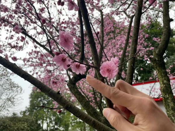 桃花梅花樱花……傻傻分不清楚？教你一招