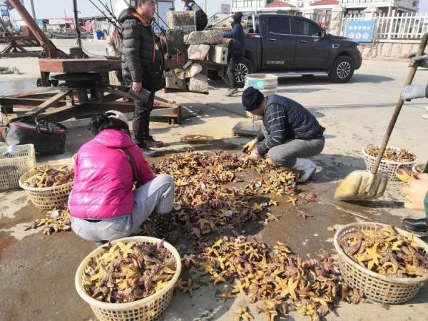 “海底蝗虫”海星泛滥重演,如何科学治理? “海底蝗虫”海星泛滥重演,如何科学治理?