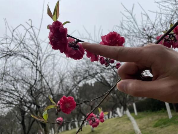 桃花梅花樱花……傻傻分不清楚？教你一招