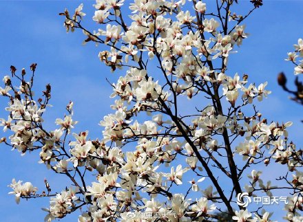春韵渐染 四川眉山玉兰花开