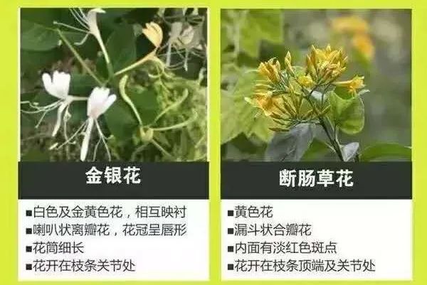 形似经常煲凉茶的草药！别碰，有剧毒