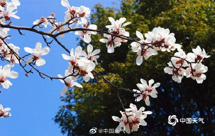 春韵渐染 四川眉山玉兰花开