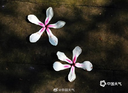 春韵渐染 四川眉山玉兰花开