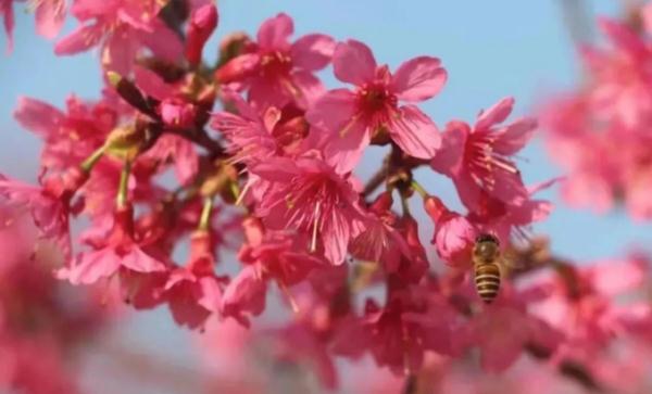 美美美！3月广州花海太惊艳！最新赏花攻略快收藏