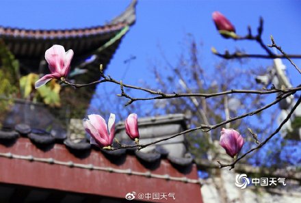 春韵渐染 四川眉山玉兰花开