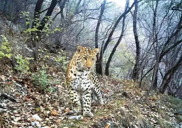 “世界野生动植物日” 山西四大旗舰物种你知道吗? “世界野生动植物日” 山西四大旗舰物种你知道吗?