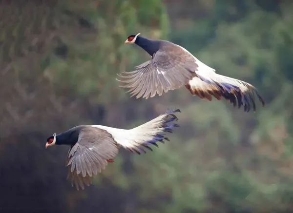“世界野生动植物日” 山西四大旗舰物种你知道吗? “世界野生动植物日” 山西四大旗舰物种你知道吗?