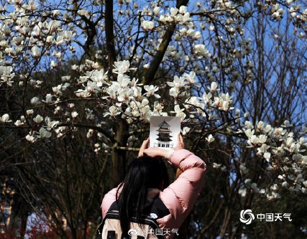 春韵渐染 四川眉山玉兰花开