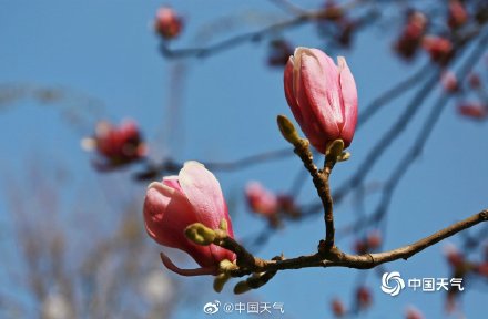 春韵渐染 四川眉山玉兰花开