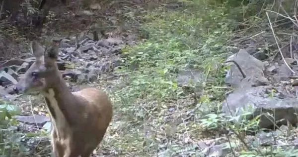 “世界野生动植物日” 山西四大旗舰物种你知道吗? “世界野生动植物日” 山西四大旗舰物种你知道吗?