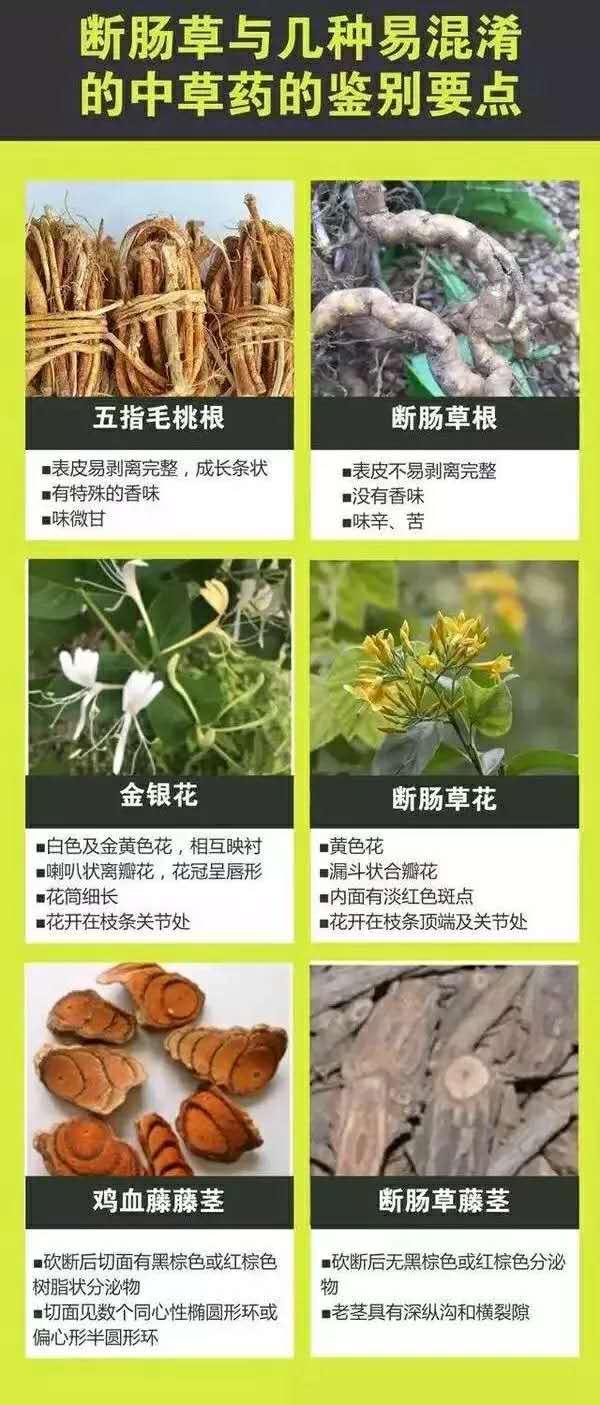 形似经常煲凉茶的草药！别碰，有剧毒