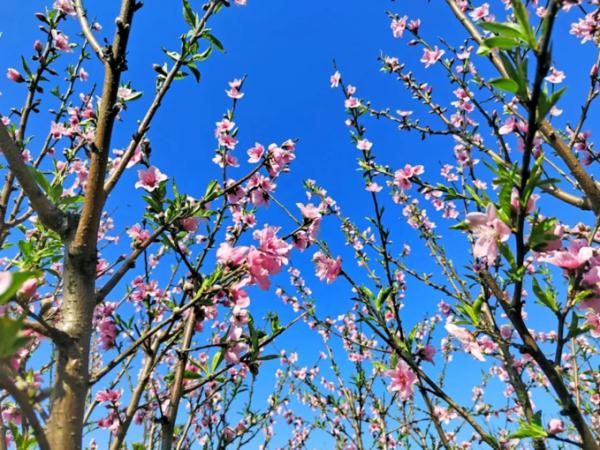 美美美！3月广州花海太惊艳！最新赏花攻略快收藏