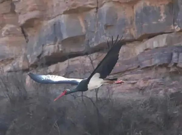 “世界野生动植物日” 山西四大旗舰物种你知道吗? “世界野生动植物日” 山西四大旗舰物种你知道吗?