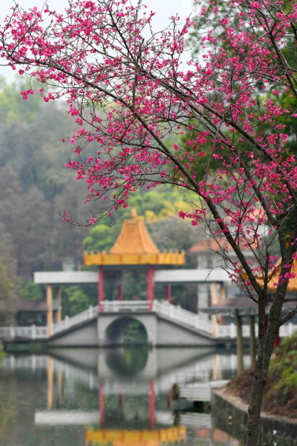 美美美！3月广州花海太惊艳！最新赏花攻略快收藏