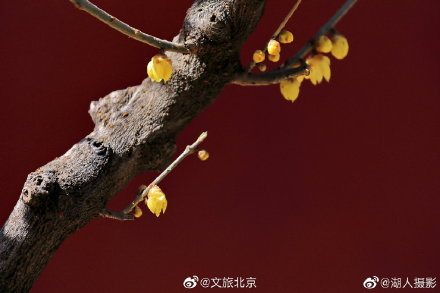 北京植物园卧佛寺蜡梅迎春 北京植物园卧佛寺蜡梅迎春