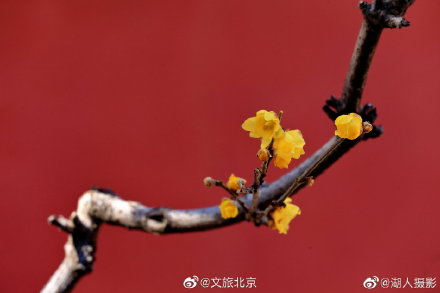 北京植物园卧佛寺蜡梅迎春 北京植物园卧佛寺蜡梅迎春