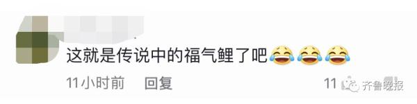 景区的鱼“猪里猪气”火了