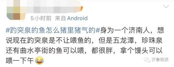 景区的鱼“猪里猪气”火了