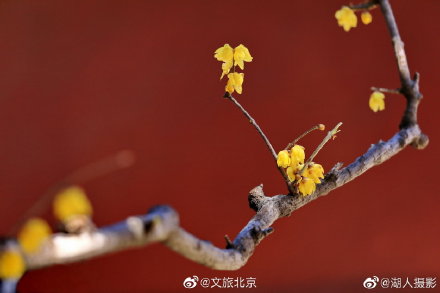 北京植物园卧佛寺蜡梅迎春 北京植物园卧佛寺蜡梅迎春