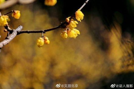北京植物园卧佛寺蜡梅迎春 北京植物园卧佛寺蜡梅迎春