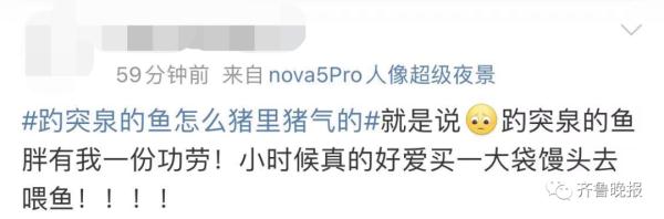 景区的鱼“猪里猪气”火了
