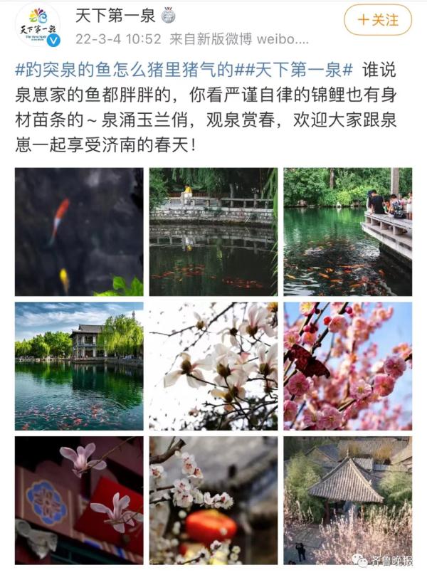 景区的鱼“猪里猪气”火了