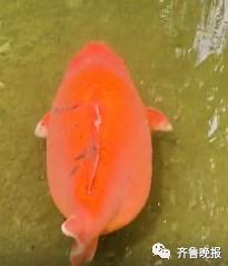 景区的鱼“猪里猪气”火了