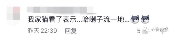 景区的鱼“猪里猪气”火了