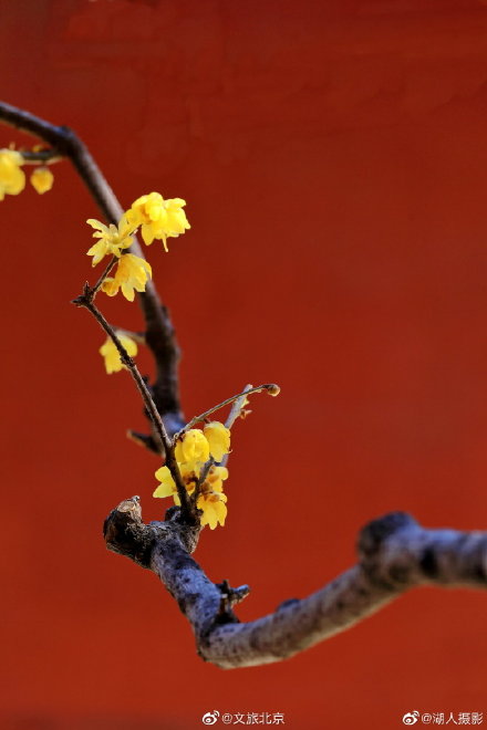 北京植物园卧佛寺蜡梅迎春 北京植物园卧佛寺蜡梅迎春