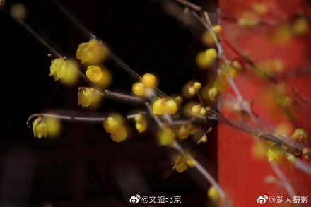 北京植物园卧佛寺蜡梅迎春 北京植物园卧佛寺蜡梅迎春