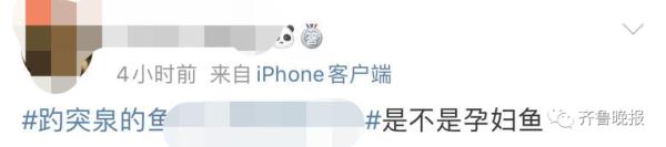 景区的鱼“猪里猪气”火了