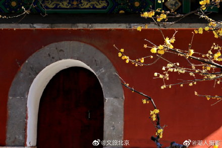 北京植物园卧佛寺蜡梅迎春 北京植物园卧佛寺蜡梅迎春