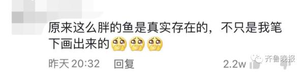 景区的鱼“猪里猪气”火了