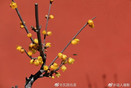 北京植物园卧佛寺蜡梅迎春 北京植物园卧佛寺蜡梅迎春