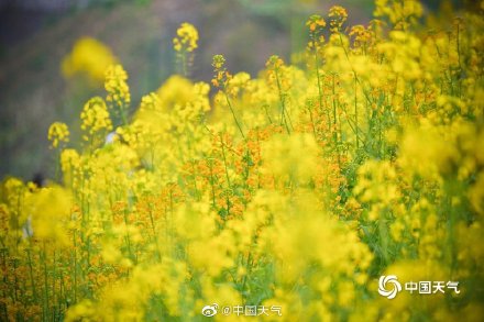 这才是春天的正确打开方式 重庆金鳌山200亩油菜花烂漫盛开
