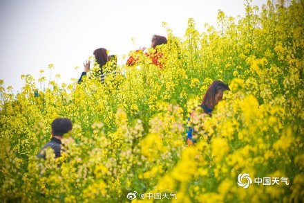 这才是春天的正确打开方式 重庆金鳌山200亩油菜花烂漫盛开