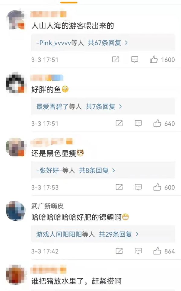 济南趵突泉的鱼为啥胖成球？