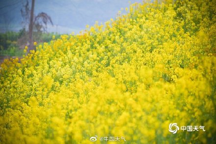 这才是春天的正确打开方式 重庆金鳌山200亩油菜花烂漫盛开