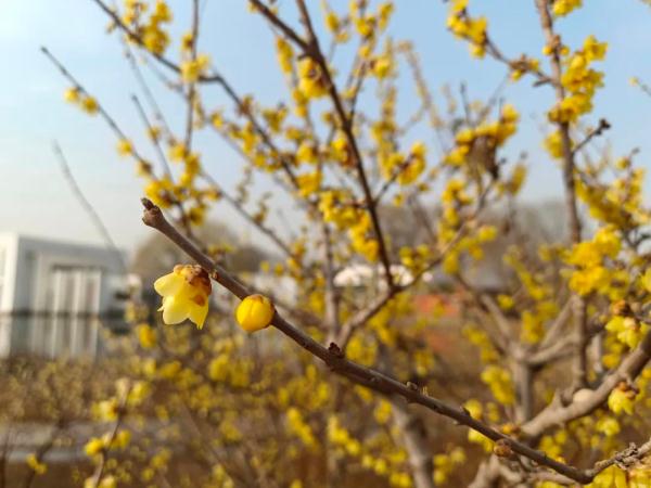 打折、免费！三八妇女节石家庄景区给“女神”送福利啦