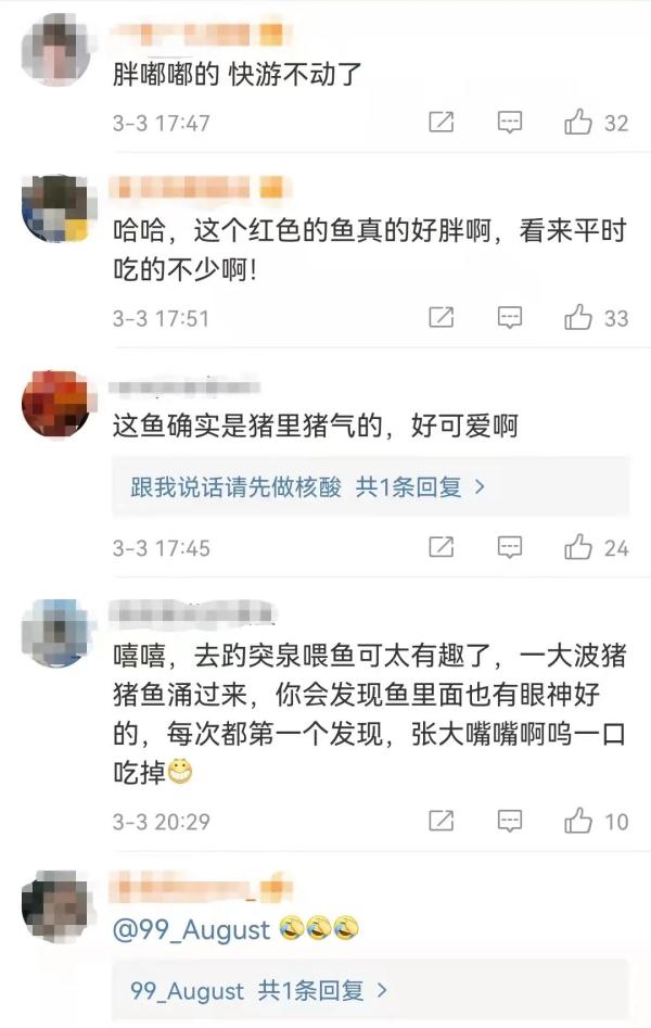 济南趵突泉的鱼为啥胖成球？