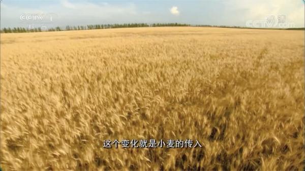 日常吃的五谷藏着多少秘密？一起探索它们的前世今生→