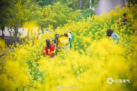 这才是春天的正确打开方式 重庆金鳌山200亩油菜花烂漫盛开
